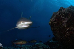 Shark dive (gray) at Vertigo, Yap, Micronesia by Martin Dalsaso 